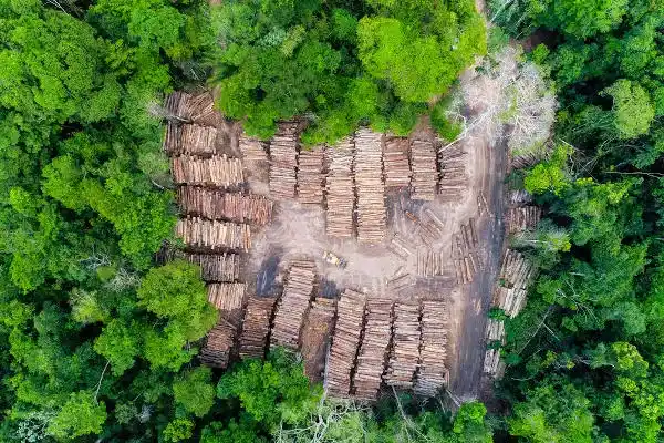 Movimento pela Preservação da Amazônia