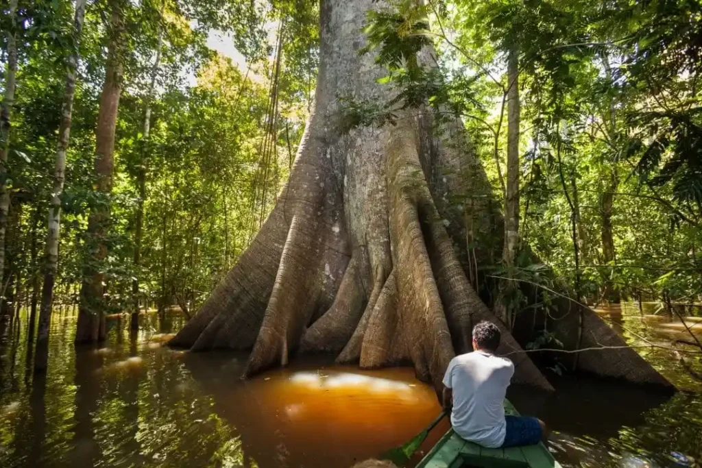 Samauma na Amazônia