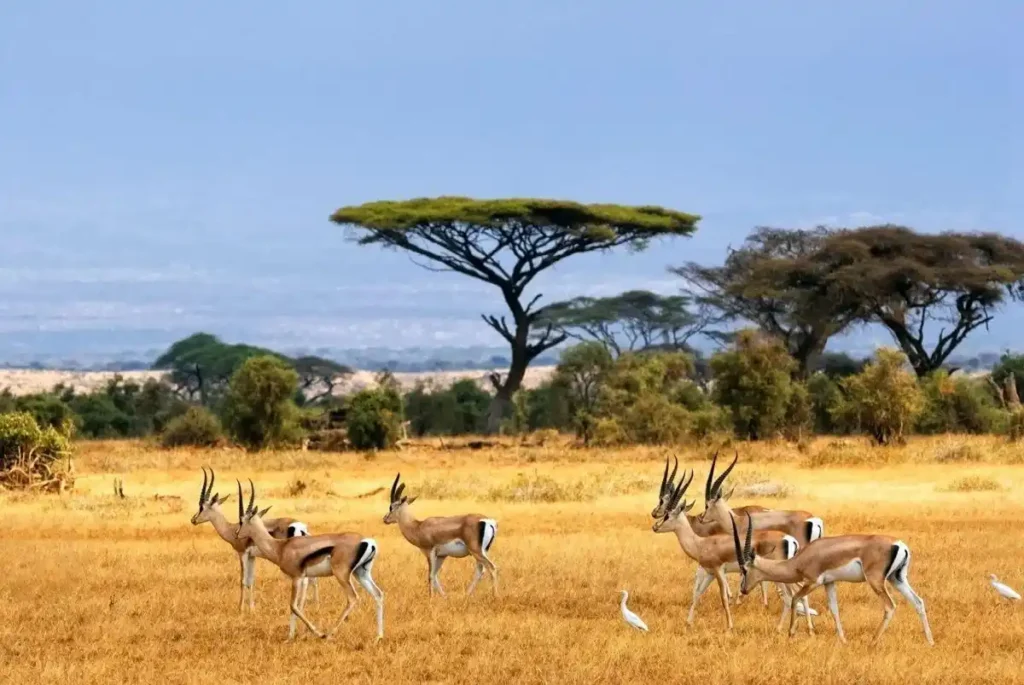 Savana Africana