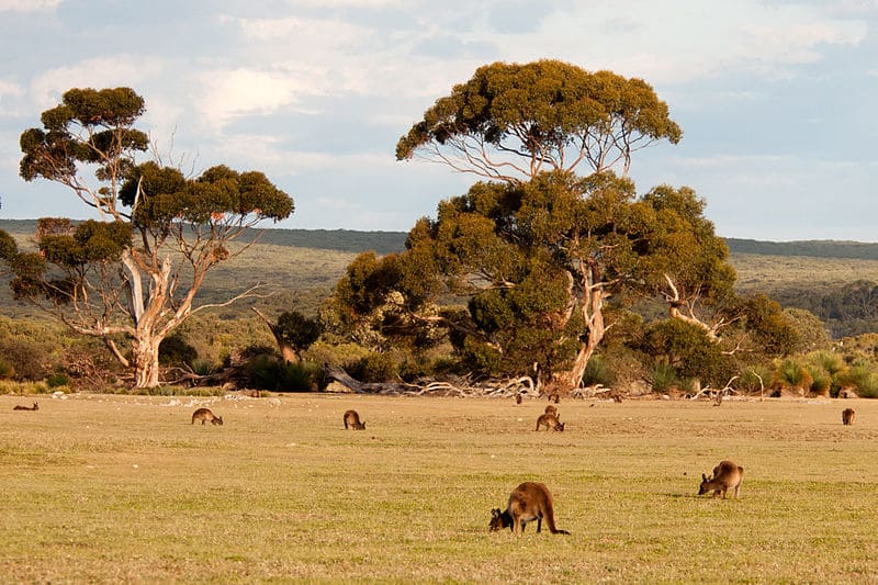 Savana Australiana