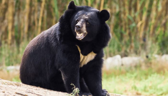 Urso Negro encontrado na Taiga