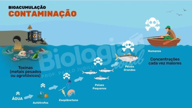 Bioacumulação – O que é, como ocorre, impactos e exemplos