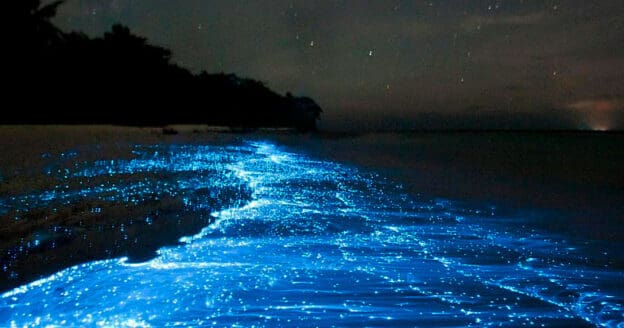 Bioluminescência