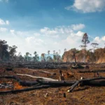 Fotografia de danos aos Ecossistemas Terrestres, uma área de floresta totalmente destruída pelo desmatamento e queimadas, deixando o solo exposto e empobrecido.