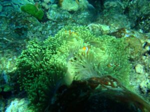 Corais na cor verde no fundo do mar representando os ecossistemas marinhos