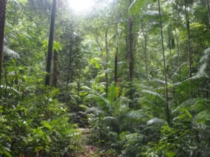 Gestão florestal sustentável