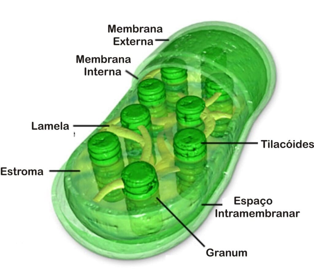 Cloroplasto