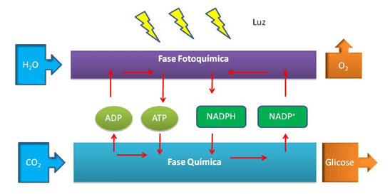 etapas da fotossíntese