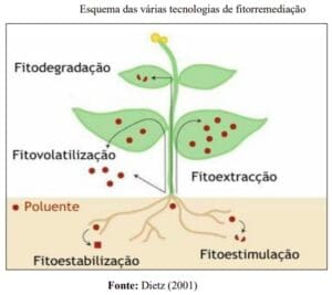 Fitorremediação - O que é, tipos, vantagens e desvantagens