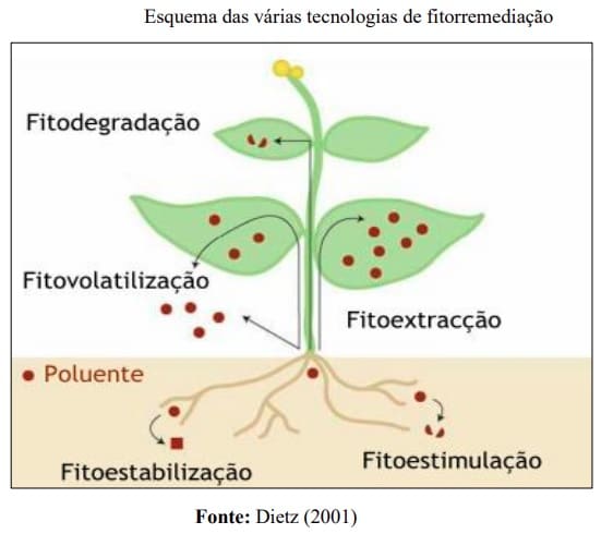 Tipos de fitorremediação