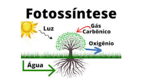 Fotossíntese: o que é, como ocorre e fases