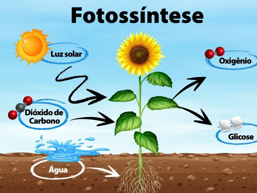 resumo da fotossíntese
