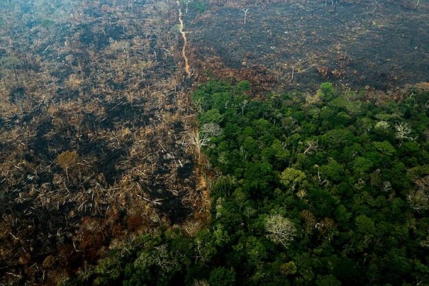 Destruição de florestas