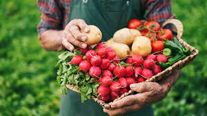 Agricultura Orgânica: o que é, características e vantagens