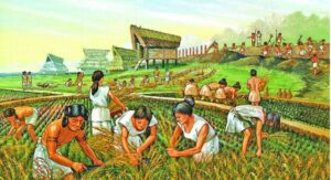 Evolução da agricultura: fases e história