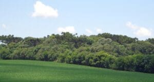 Parque Natural Municipal de Sertão gramado verde, ao fundo vegetação densa e baixa, céu azul ao fundo