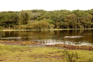 Parque Natural Municipal Tupancy área alagada com vegetação rasteira