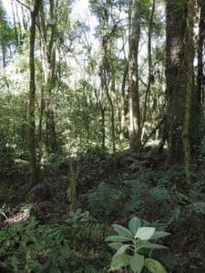 Parque Natural Municipal de Sagrisa floresta fechada com vegetações altas e rasteieras