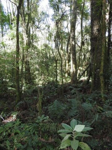 Parque Natural Municipal de Sagrisa