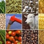 um mosaico de imagens mostram produtos da agropecuária sustentável