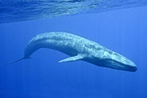 Baleia-azul Balaenoptera-musculus