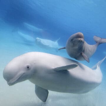 Baleia-beluga e seu filhote no oceano azul, a coloração da mãe é branca e o filhote acinzentado.