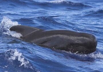 Uma Baleia-piloto emergindo na superfície do oceano, sua cabeça é bastante proeminente e o corpo negro.