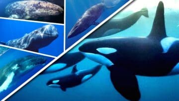 Baleias: orca, cachalote, golfinho, jubarte e baleia-franca.