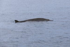 Baleias-bicudas ( Mesoplodon densirostris)