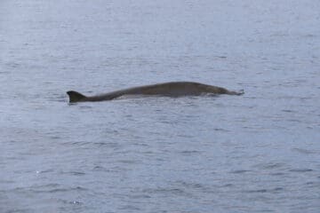 Um exemplar de Baleias-bicudas emergindo na superfície do oceano, sua coloração é acinzentada.