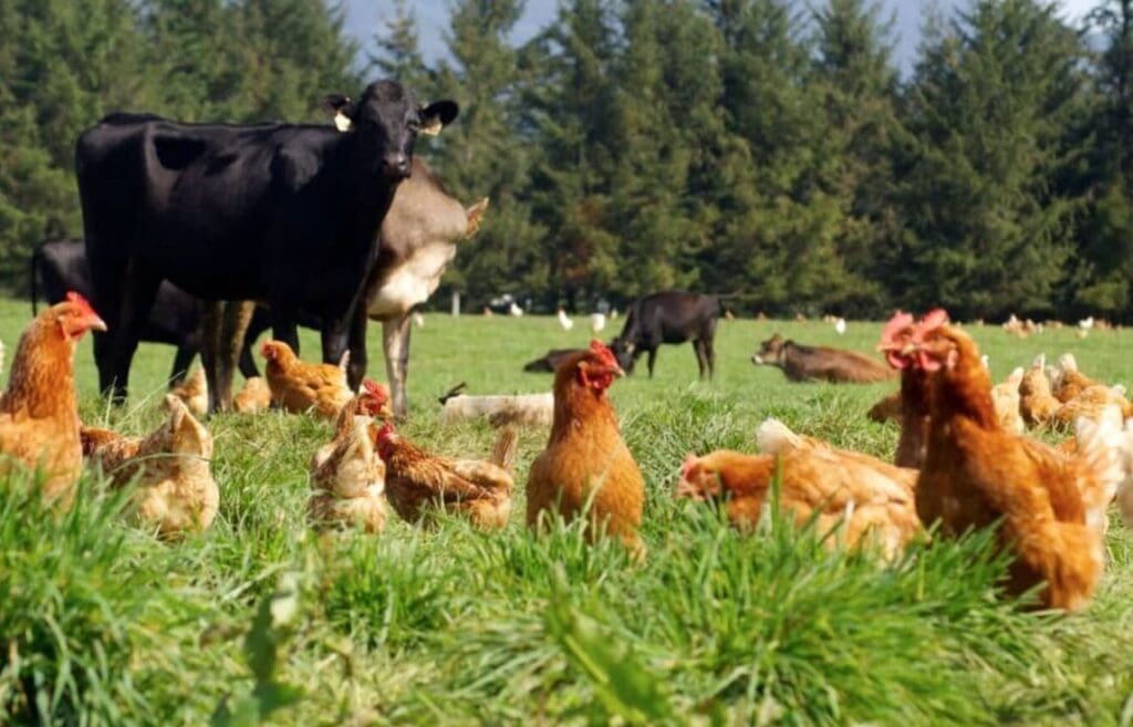Vários animais convivendo em um mesmo espaço na Pecuária Regenerativa