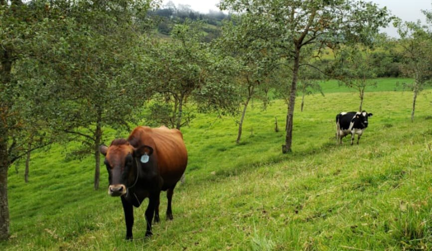 Gado pastando entre árvores de um sistema silvipastoril