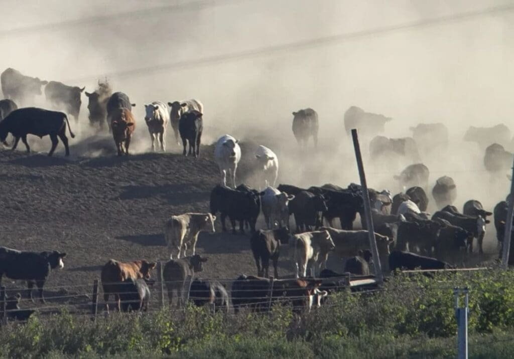 Muitas vacas descem uma colina devastando o solo e causando poluição e Impacto Ambiental da Pecuária
