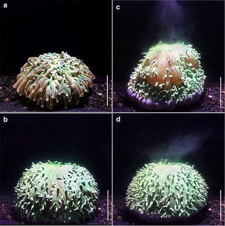 Quatro fotografias de Corais geneticamente modificados, os dois de cima estão mais esbranquiçados e os dois de cima mais corados de alaranjado.