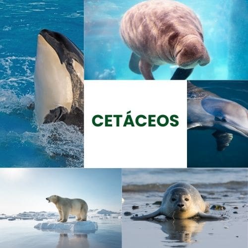 Cetáceos