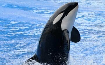 Uma Orca emergindo da superfície aquática, seu corpo é preto e a parte ventral é branca.