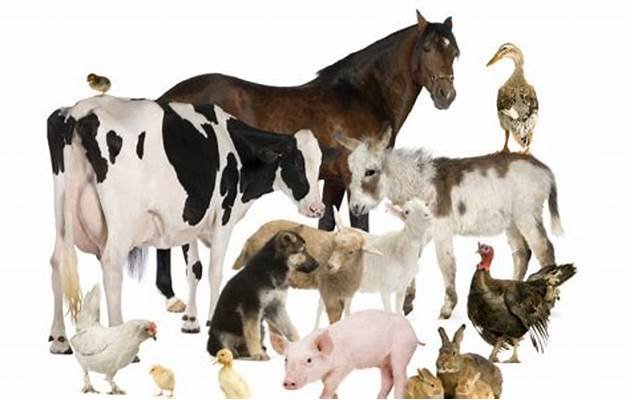 Exemplos de onde se extrai os recursos animais: cavalo, porco, ovelha, galinha, coelho, pato, vaca, bode e ovelha.