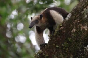 Tamandua mexicana