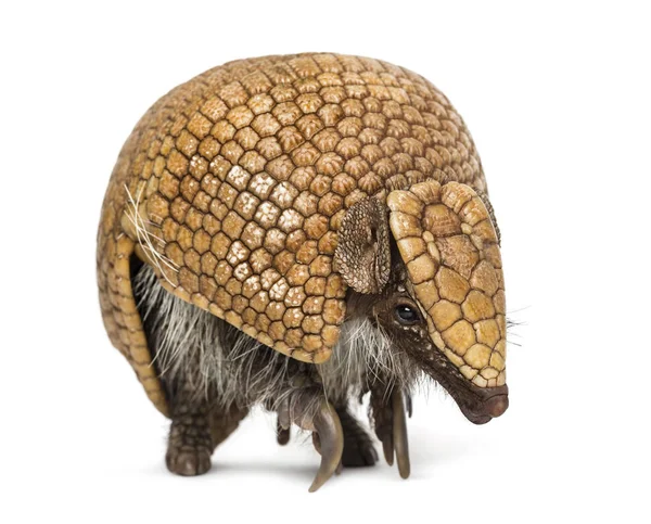 Tatu-bola - Tolypeutes tricinctus