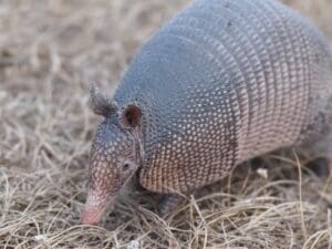 Tatu-galinha - Dasypus novemcinctus