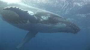 Baleia-cinzenta Eschrichtius robustus (1)