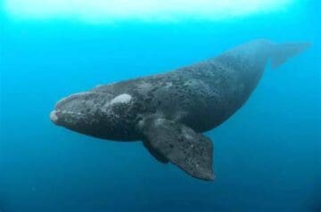 Baleia-franca-austral submersa no oceano azul, possui uma coloração acinzentada-escura.