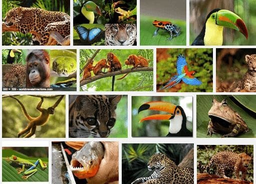 Mosaico composto por diversas espécies de animais, incluindo mamíferos, aves, répteis, anfíbios e peixes, exibidos em pequenos quadros lado a lado. As imagens mostram uma grande variedade de cores, formas e habitats, destacando a diversidade da vida animal no planeta.