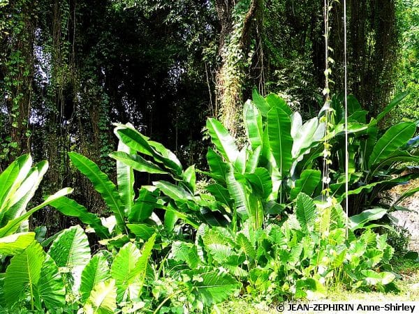 Recursos vegetais em uma fotografia em um ambiente de mata com várias plantas.
