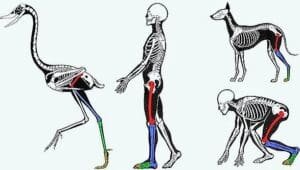 Anatomia Comparada - desenho de esqueleto humano, de uma ave e de um cachorro.