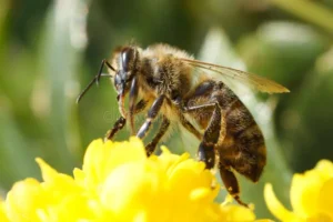 Bichos e Plantas Amigos da Horta