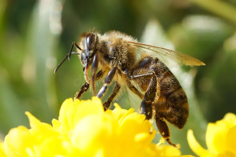 Bichos e Plantas Amigos da Horta