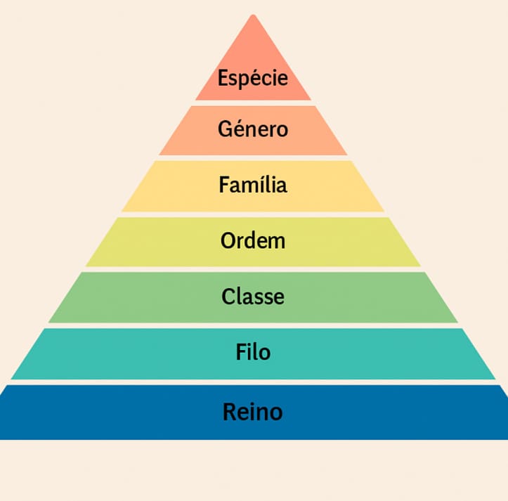 Reino Filo Classe Ordem Familia Genero Especie Piramide