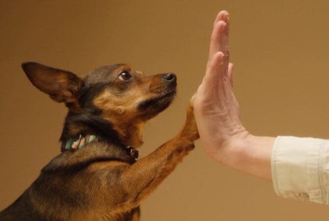 Ecologia comportamental: um cachorro com a pata dianteira levantada encostando-a na palma da mão de um ser humano.