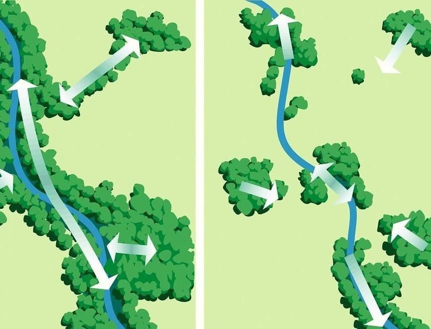 Desenho representativo de um elemento estudado na ecologia de paisagem, os corredores ecológicos visto de cima uma floresta e os espaços que interligam as regiões.
